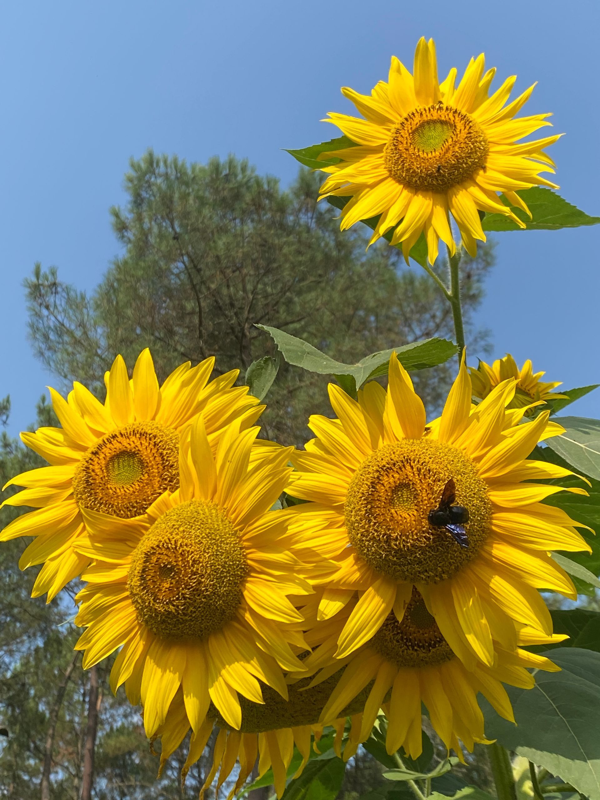 Phil Canals - Le Saki Noir - Musique et Chamanisme - Stages - Ateliers