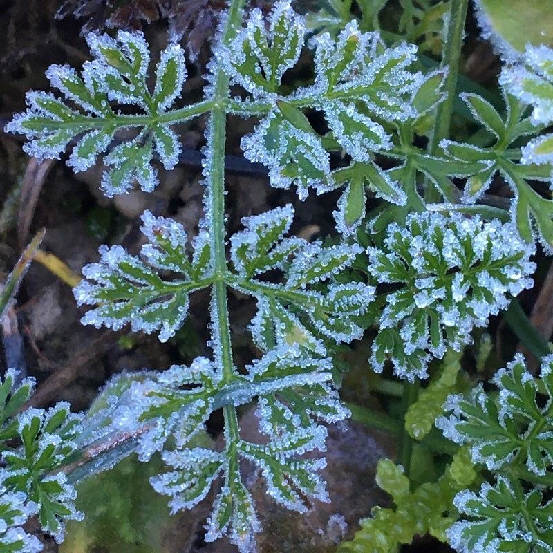 Phil Canals - Le Saki Noir - Musique et Chamanisme - Stages - Ateliers