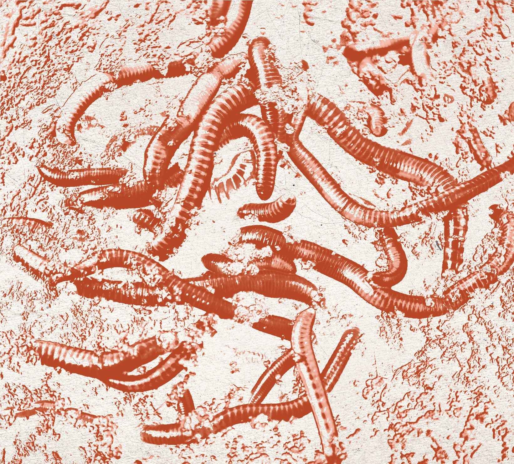 Cri Primate rock conscient Humus Pochette de l'album Humus de Cri Primate