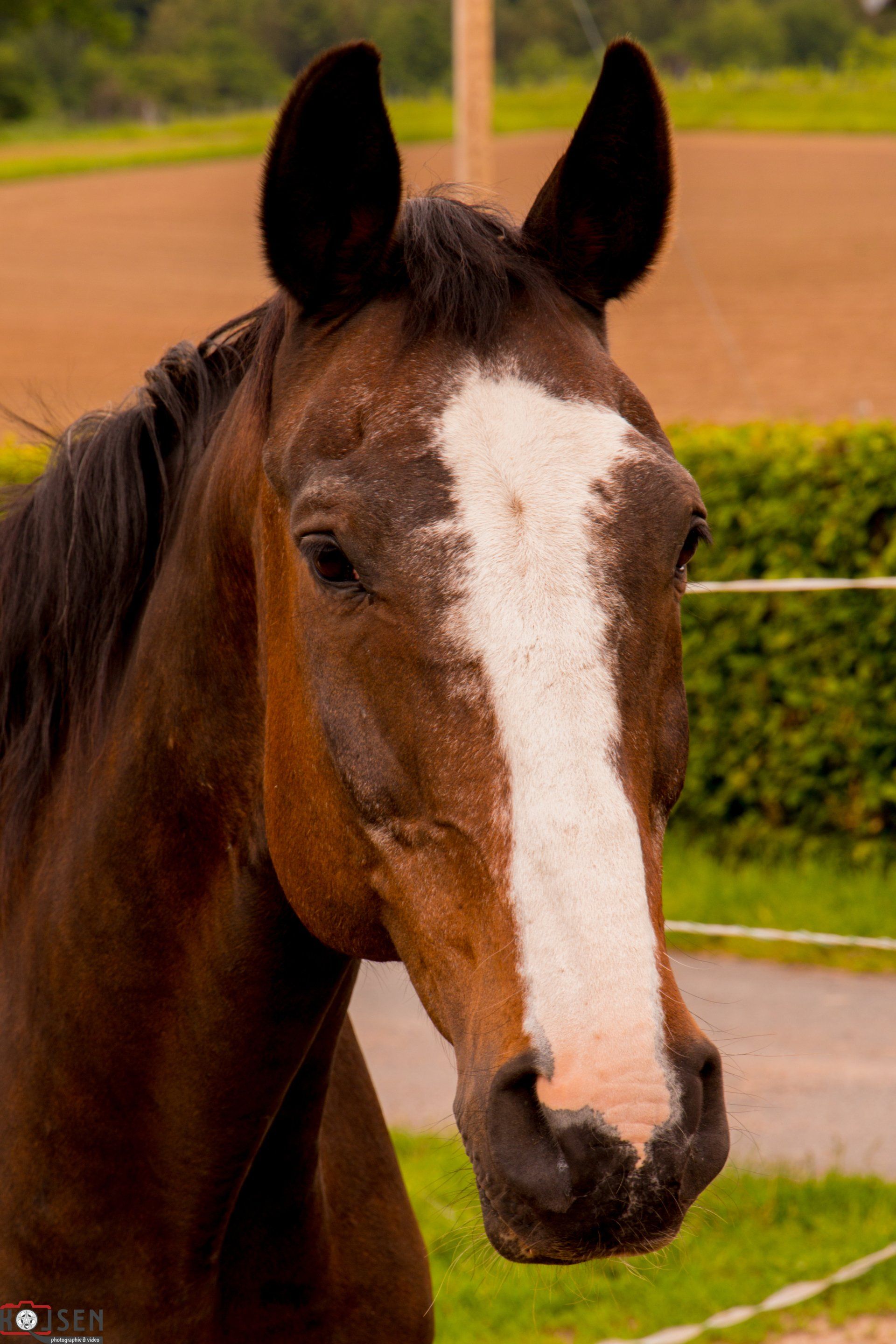 Hufreheschuhe selbst gemacht