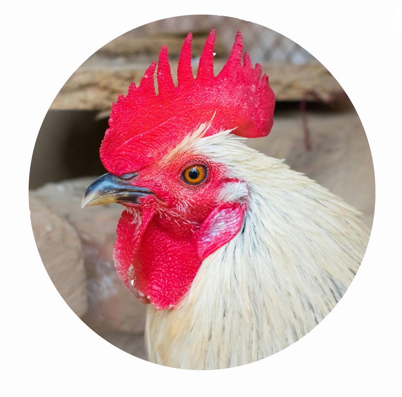 zu den Hühnern Rezeptvorschläge Hühner