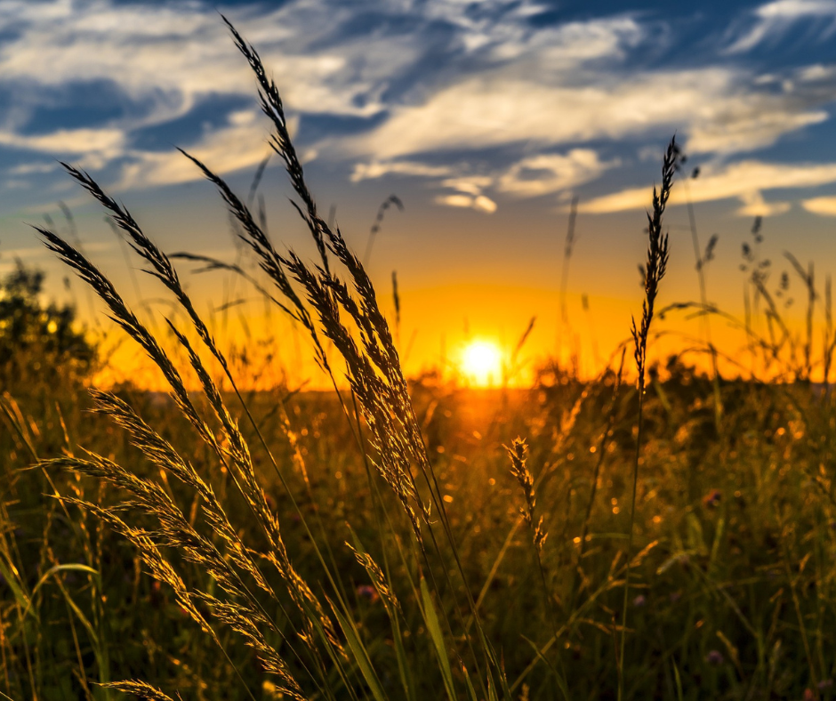 Gräser im Wind mit Sonnenuntergang im Hintergrund
