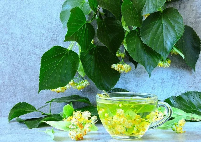 Lindenblüten im Kräutertee zur Unterstützung unserer Gesundheit im Herbst und Winter Lindenblüten im Kräutertee zur Unterstützung unserer Gesundheit im Herbst und Winter