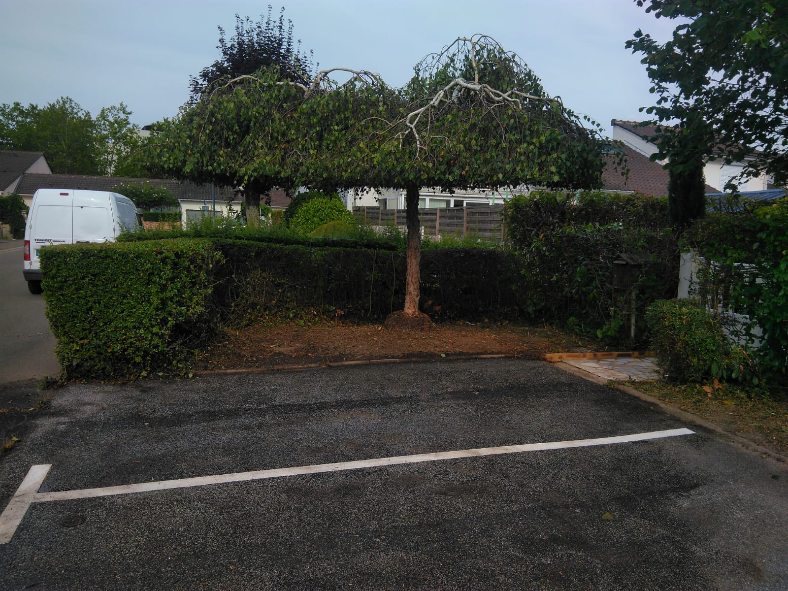 Taille de haies, taille d'arbustes, entretien de jardin, élagage, paysagiste, espaces verts.