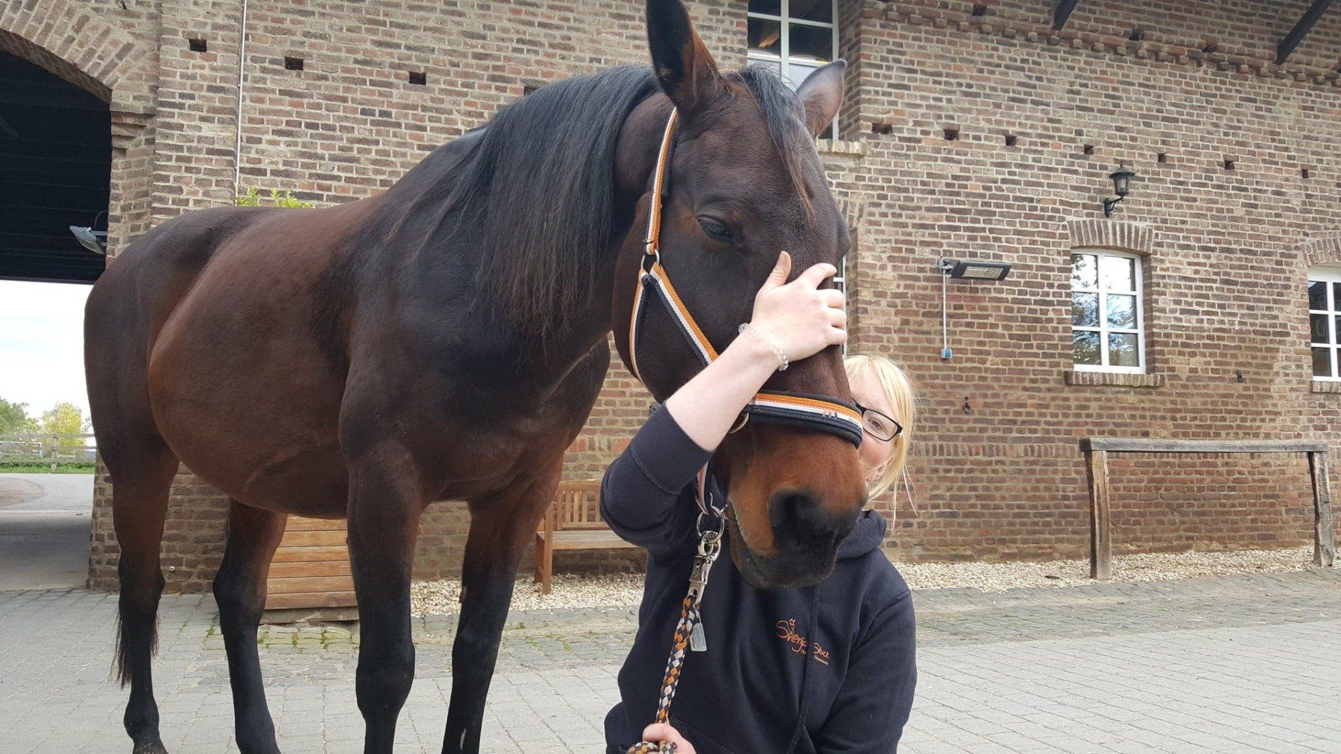 Pferd in Pferdeklinik