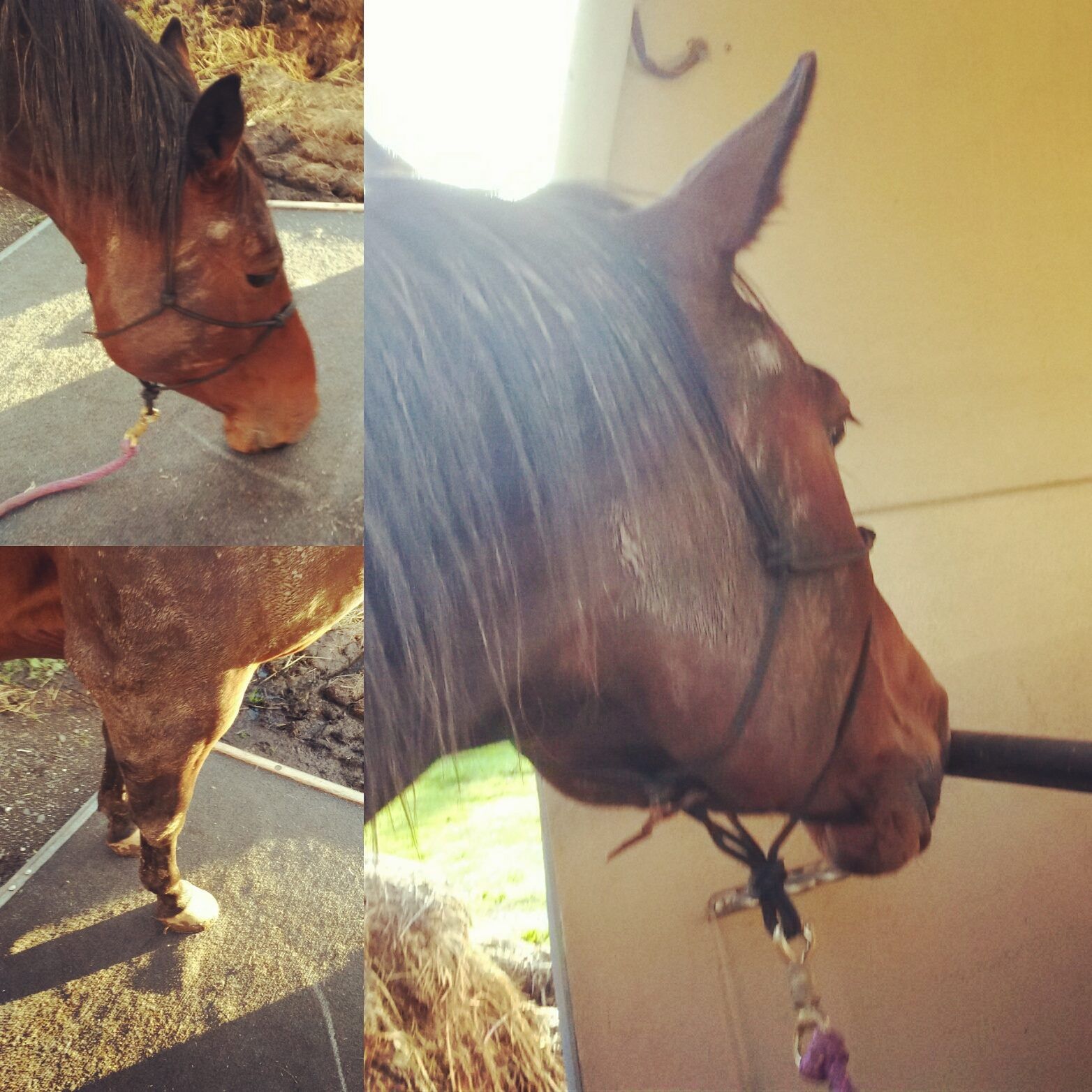 Pferd am Pferdeanhänger