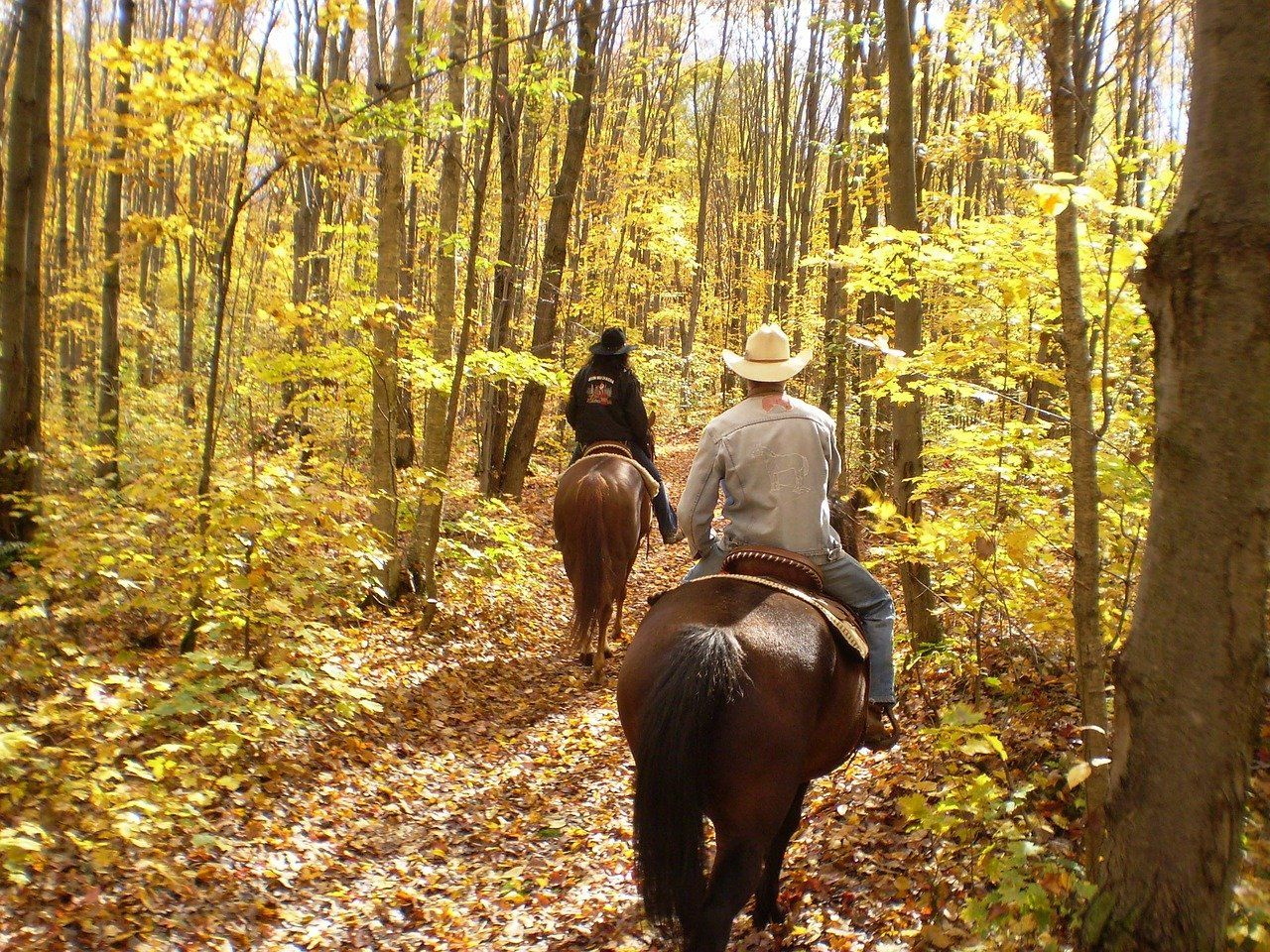 Reiter im Wald