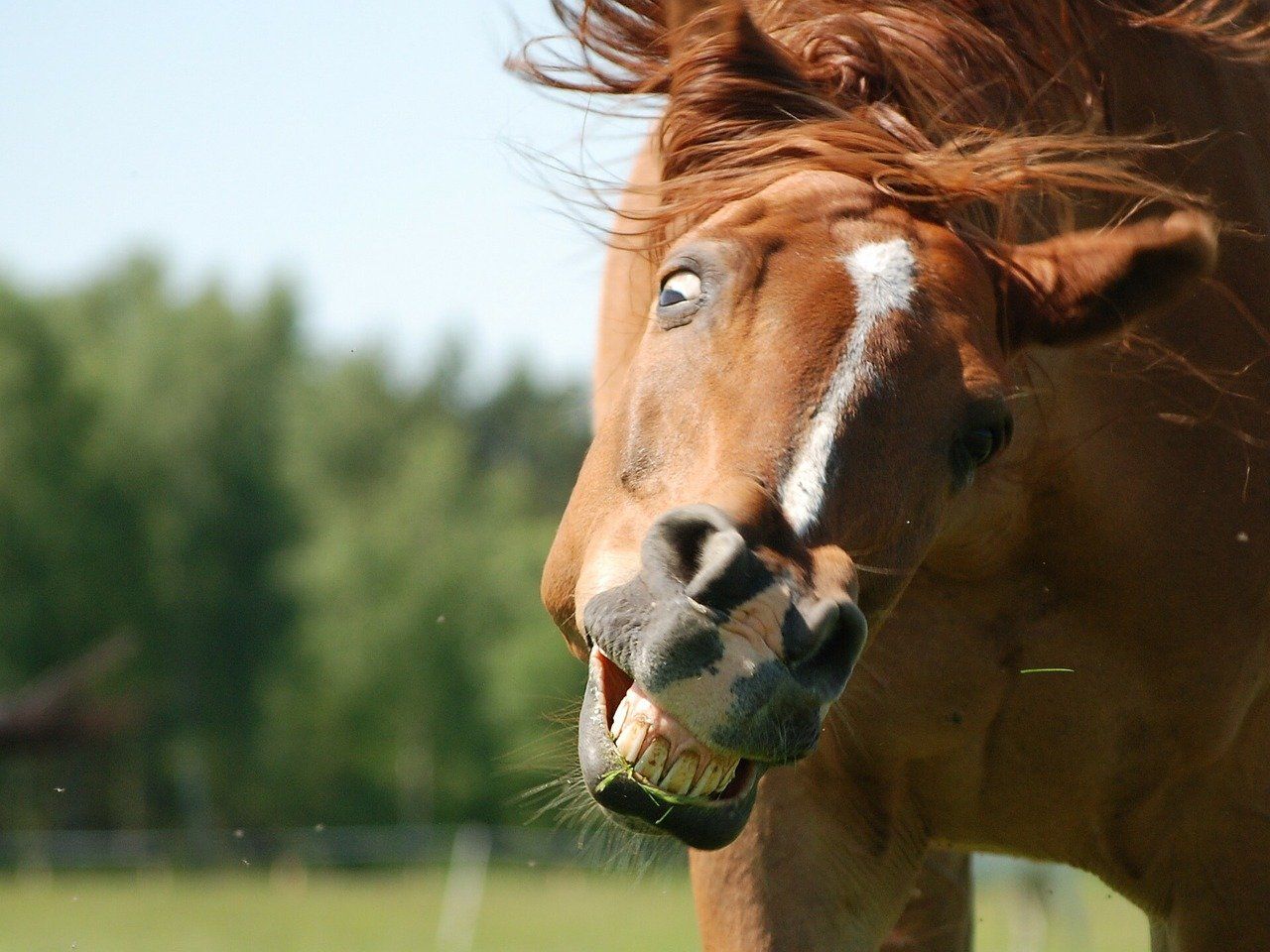 Pferd Kopfschütteln