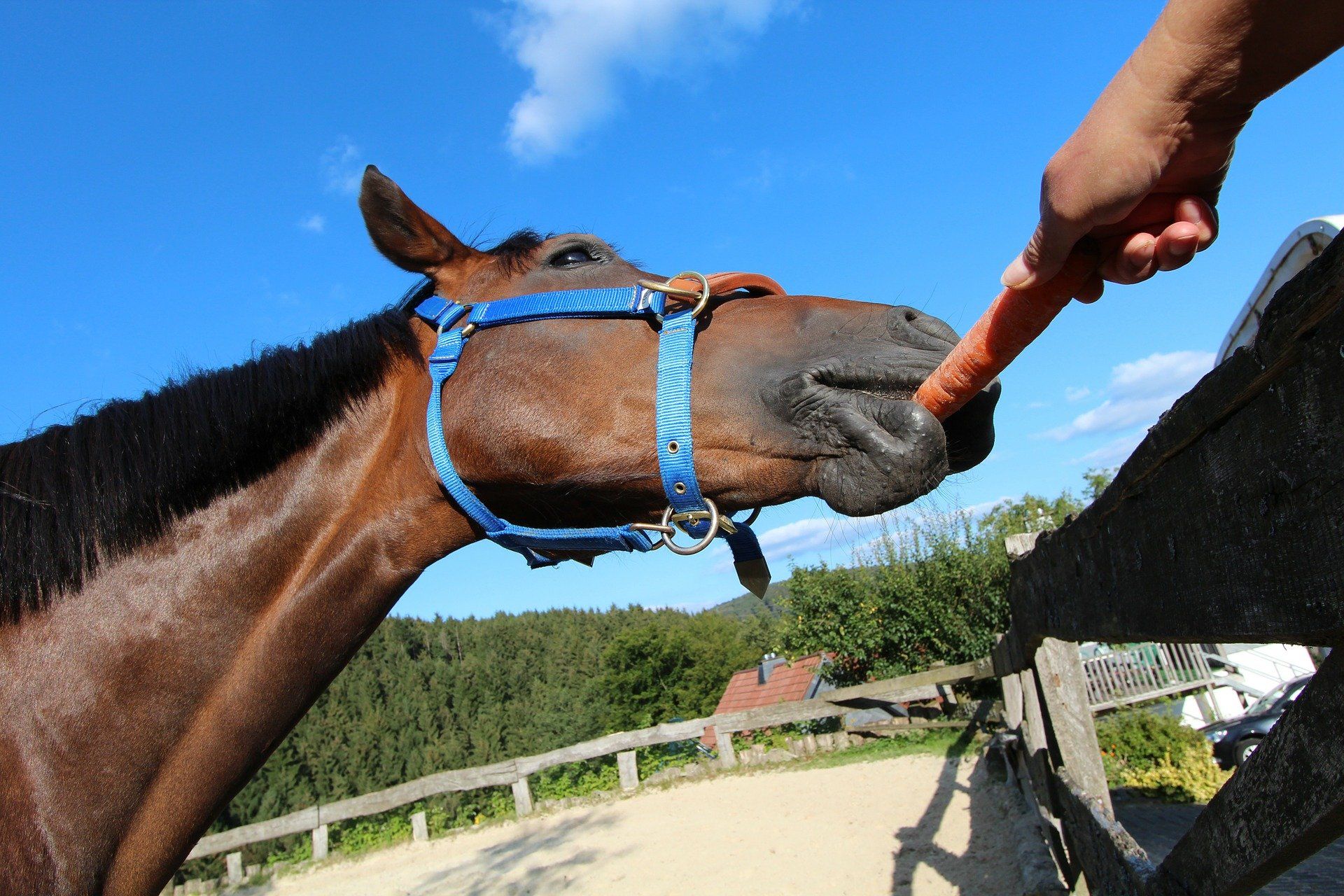 Futterlob Leckerlie Pferd