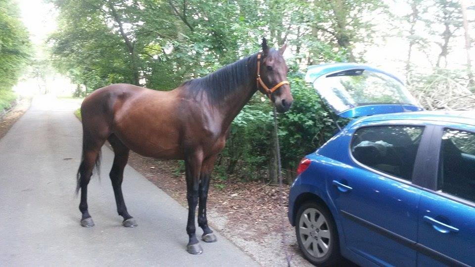 Pferd steht frei an Auto