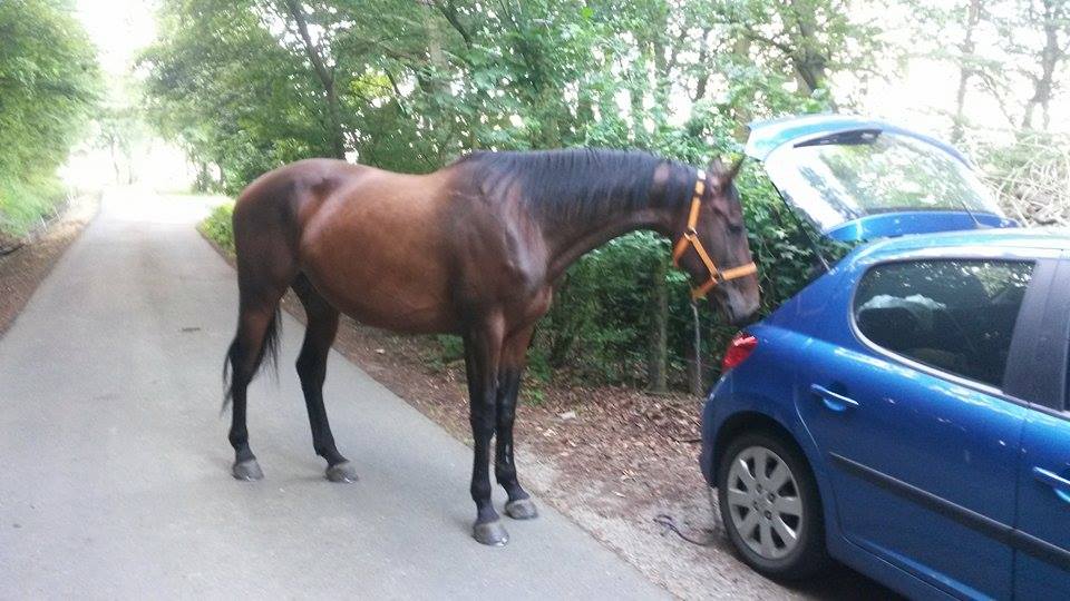 Pferd steht frei an Auto