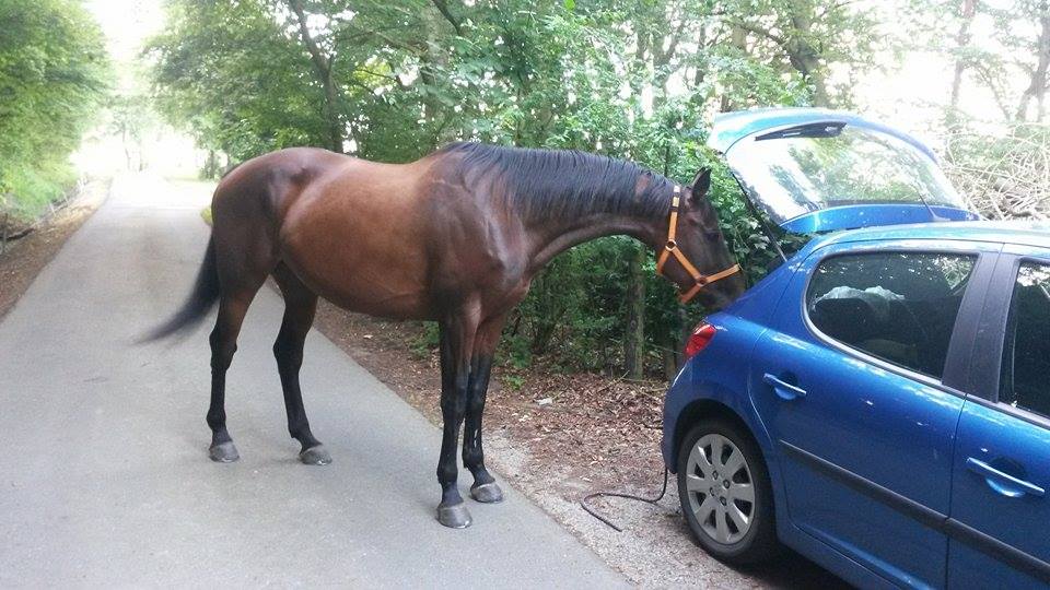 Pferd steht frei an Auto