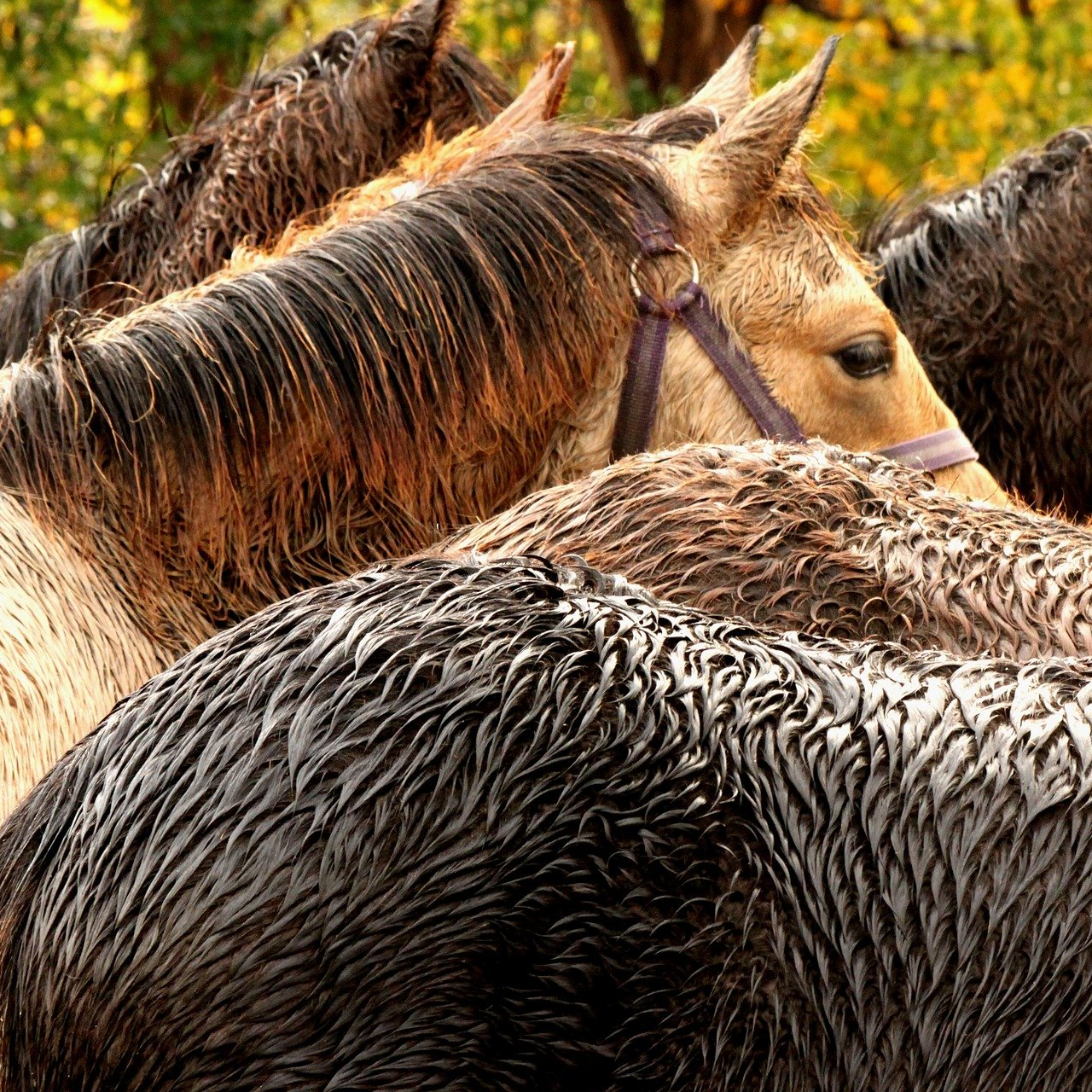 Pferde bei schlechtem Wetter