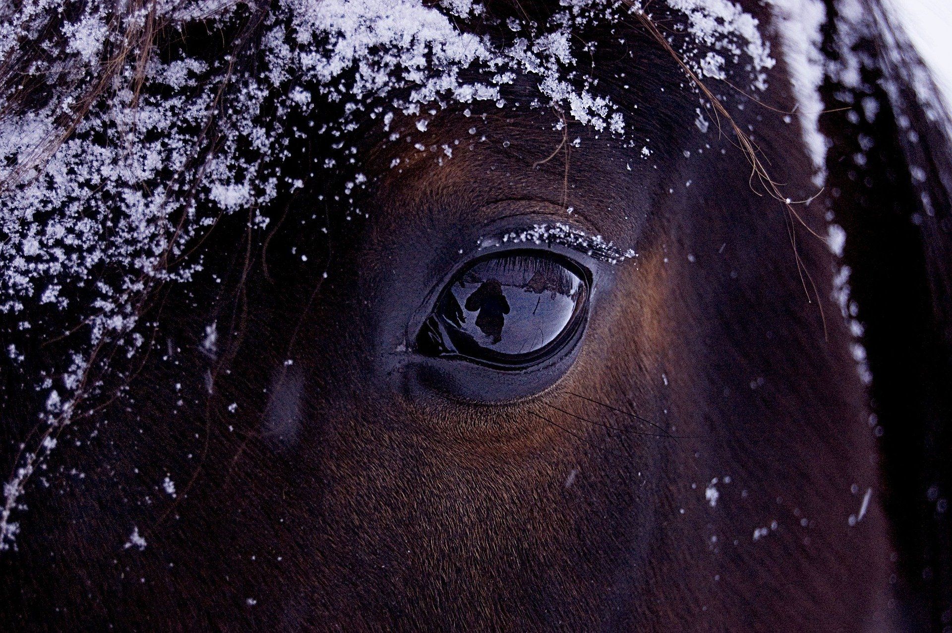 Pferd im Schnee mit Winterfell