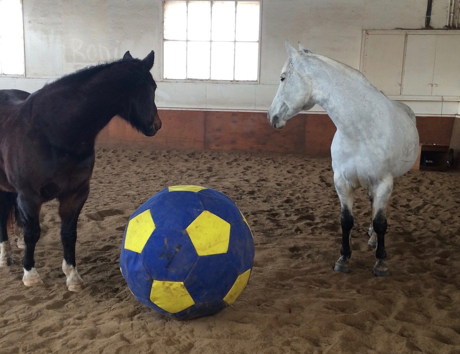 Pferde mit riesigem Fussball