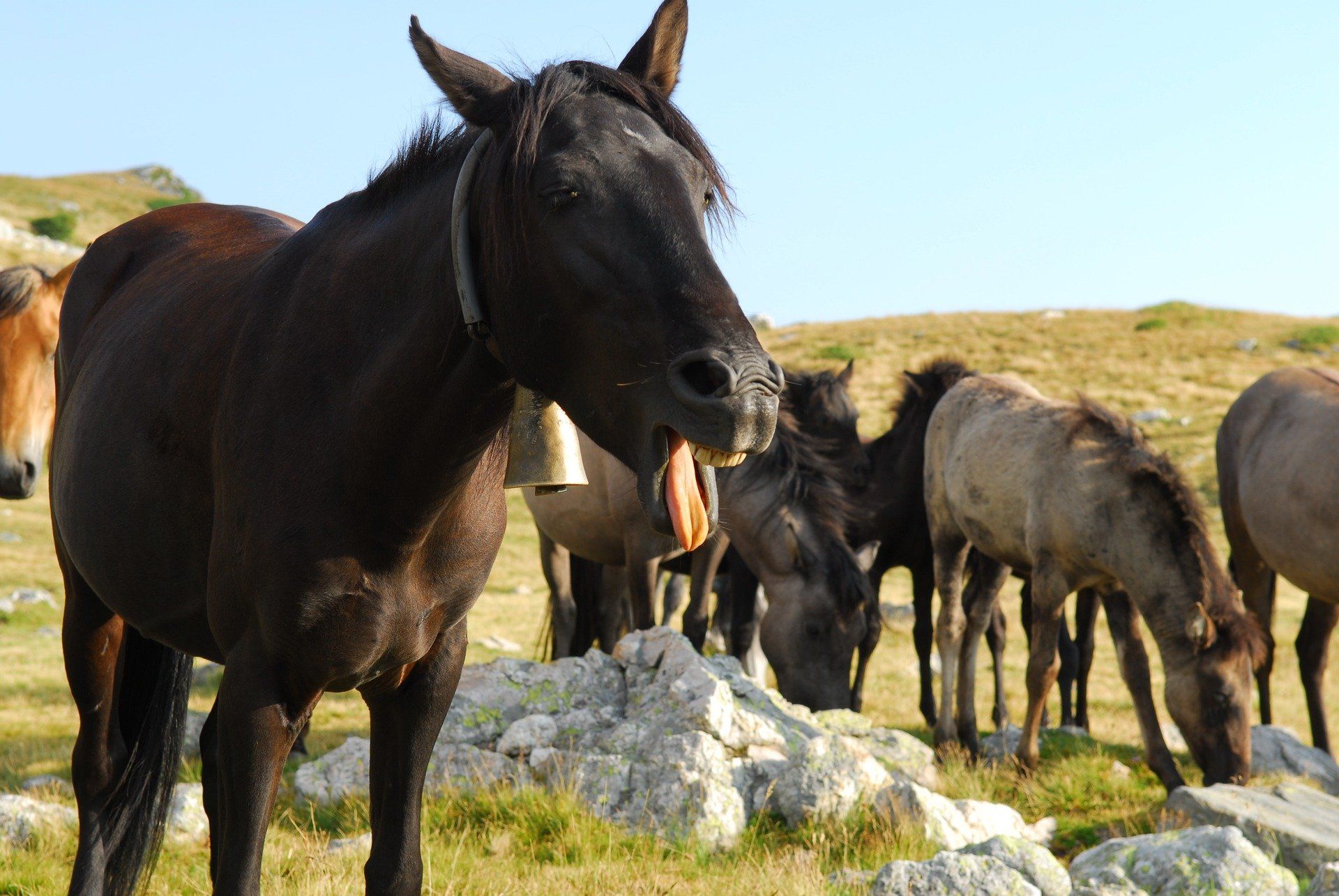 Pferd fit in den Frühling