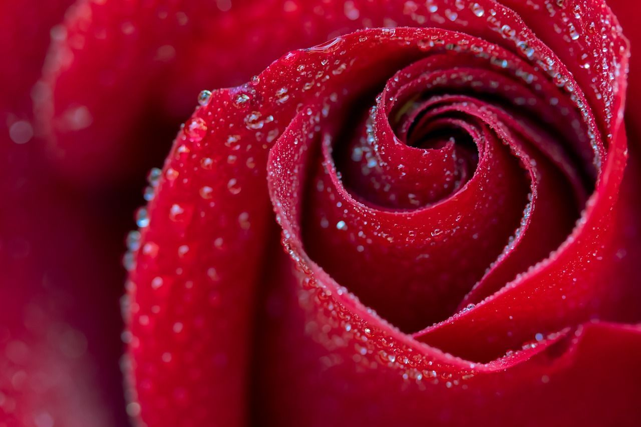 Médecine de la Rose
Féminin Sacré