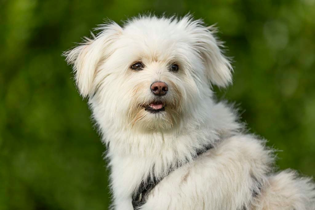 kleiner weißer Hund vor grünem Hintergrund schaut in die Kamera; Mischlingshund auf der Wiese
