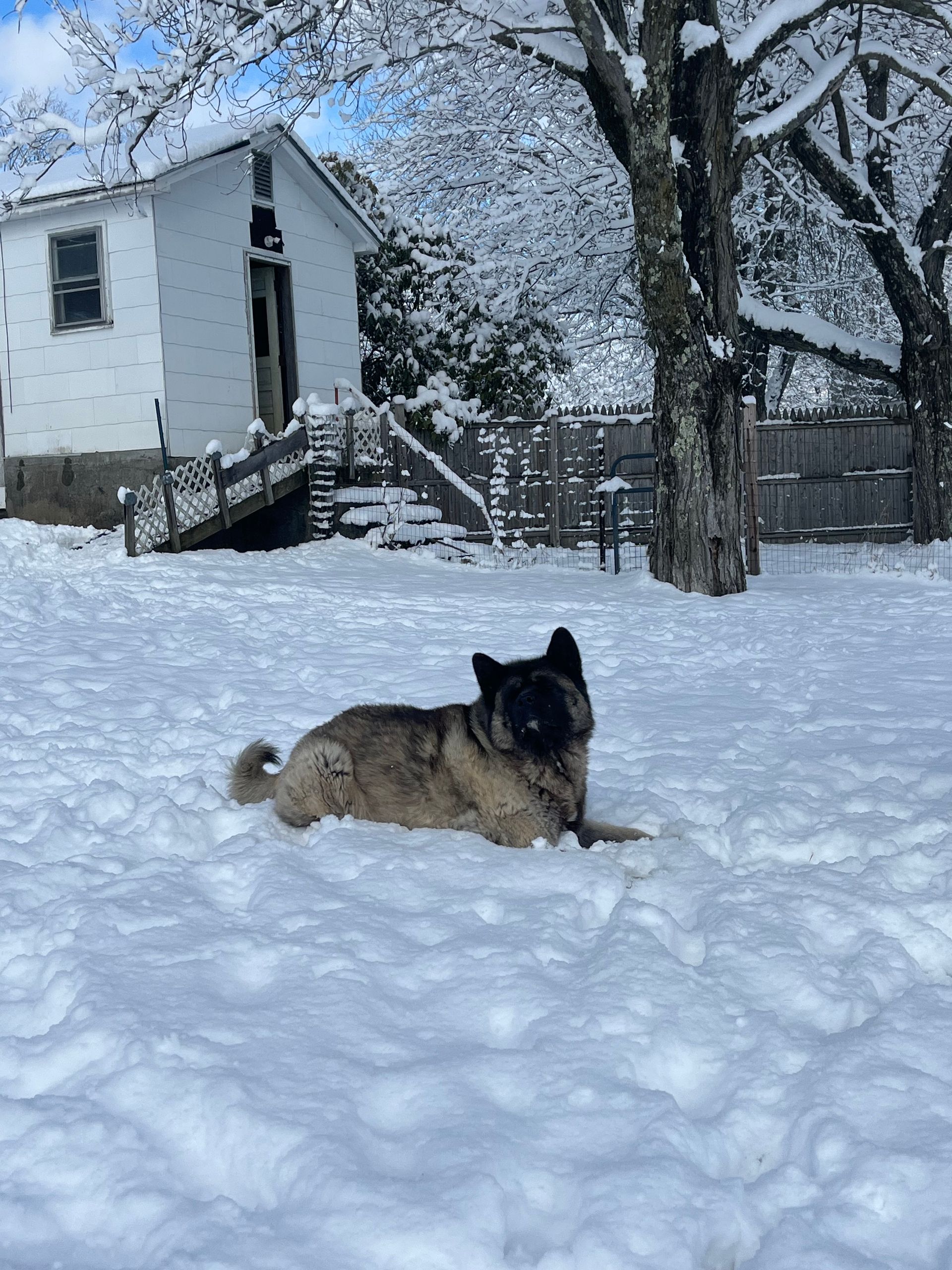 A gray Akita dog laying in a lot of snow.