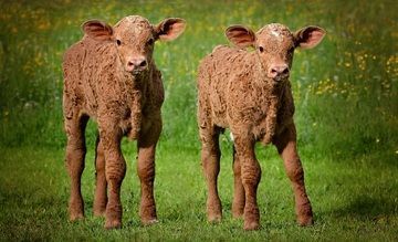 two curly brown calves in a green field.