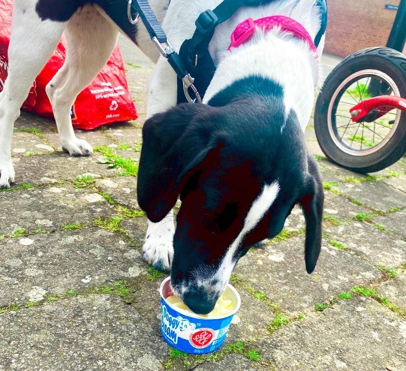 Dog Eating Ice Cream