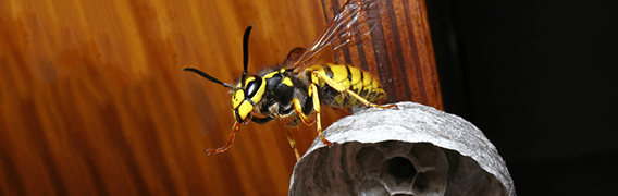 Pest Infestation Pest Infestation Home Emergency