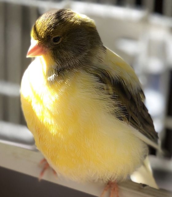 Col the Canary Canary