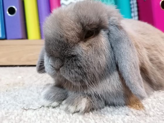 Canaries on a branch Canaries