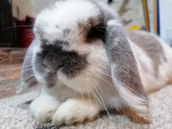 Col the Canary Canary