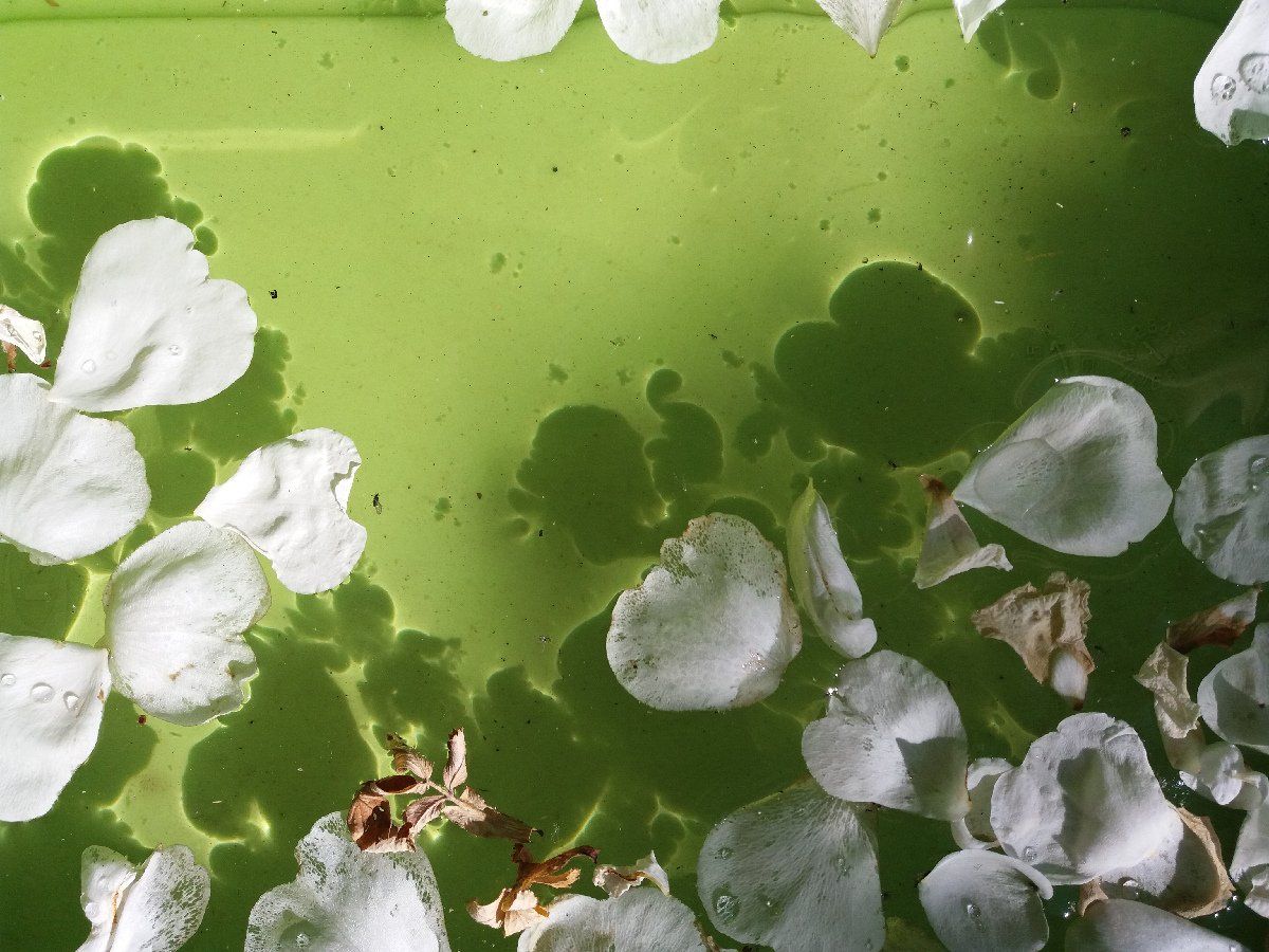 eine Wasserschüssel mit schwimmenden Blütenblättern