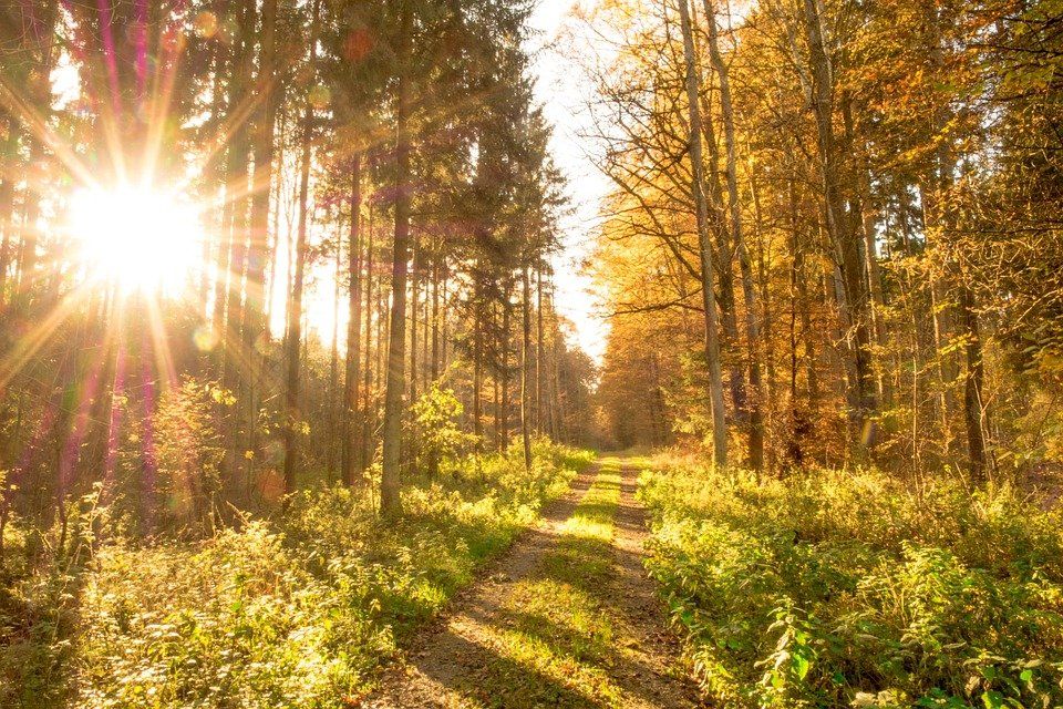 Herbstlicher Wald durch den die Sonne scheint