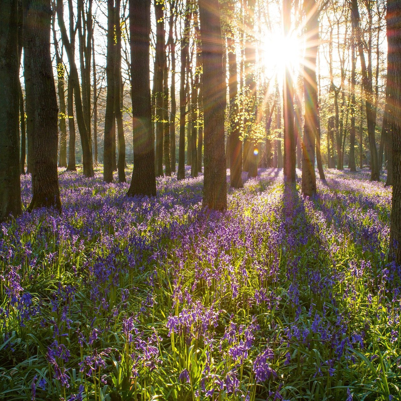 Wald mit blauem Blumenteppich und Sonnenstrahlen