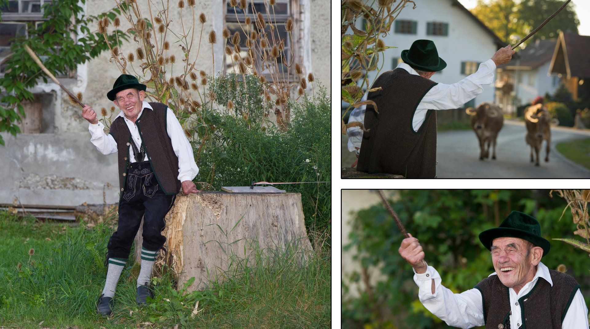 Auf dem Bild ist ein Mann in Tracht zu sehen. Er freut sich über die Kühe, die hinter im stehen.