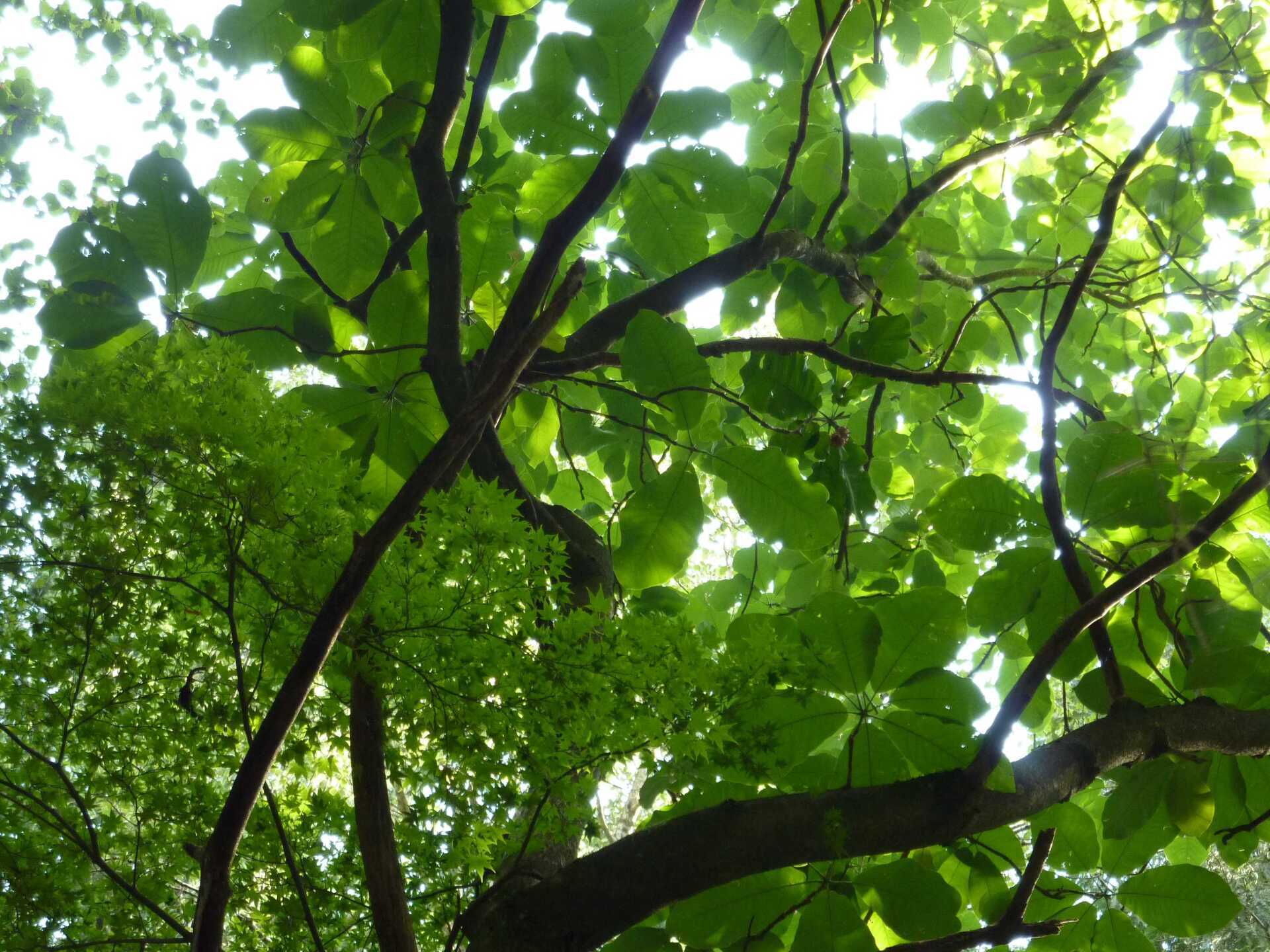 Integrationsaufstellung, Supervision, persönliches Wachstum, Ich