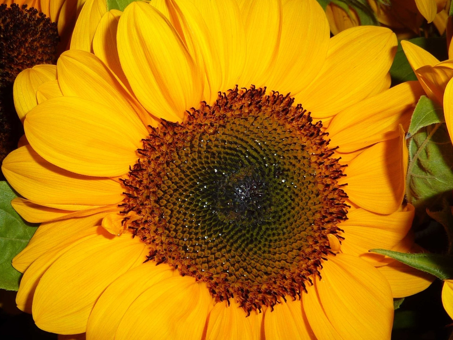 Traumatherapie, Traumabewältigung, Traumabearbeitung, Traumaheilung