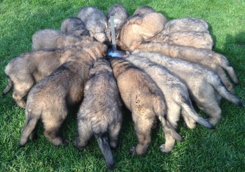 Wir sind stolz alle 15 Welpen durchgebracht zu haben.