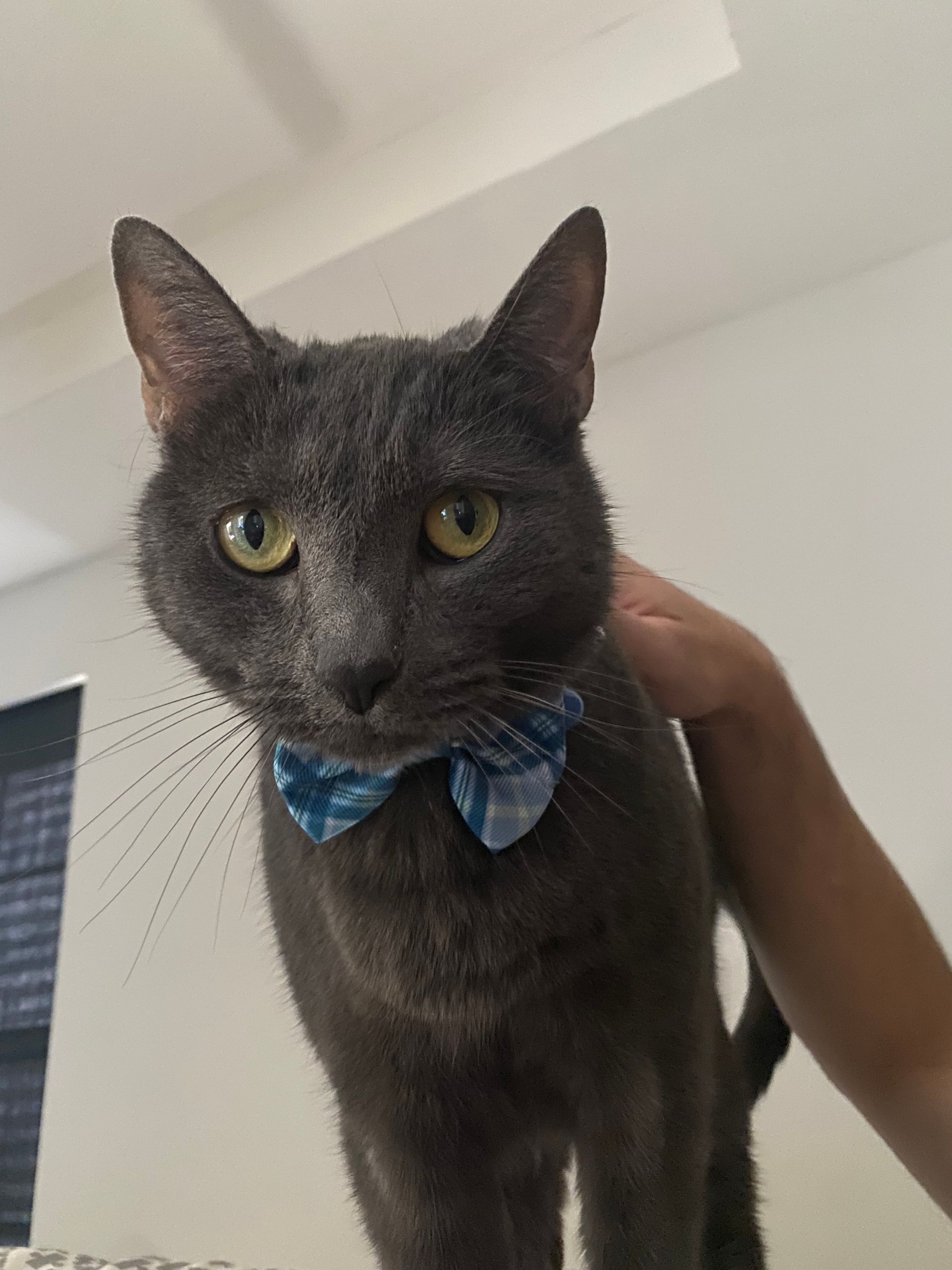 Pet Waste Removal
Pooper Scooper Service
Dog poop pick up
Dog poop clean up
Dog waste removal
Madison MS
Jackson MS
doo doo blues
doody duty
doodycalls
poop 911