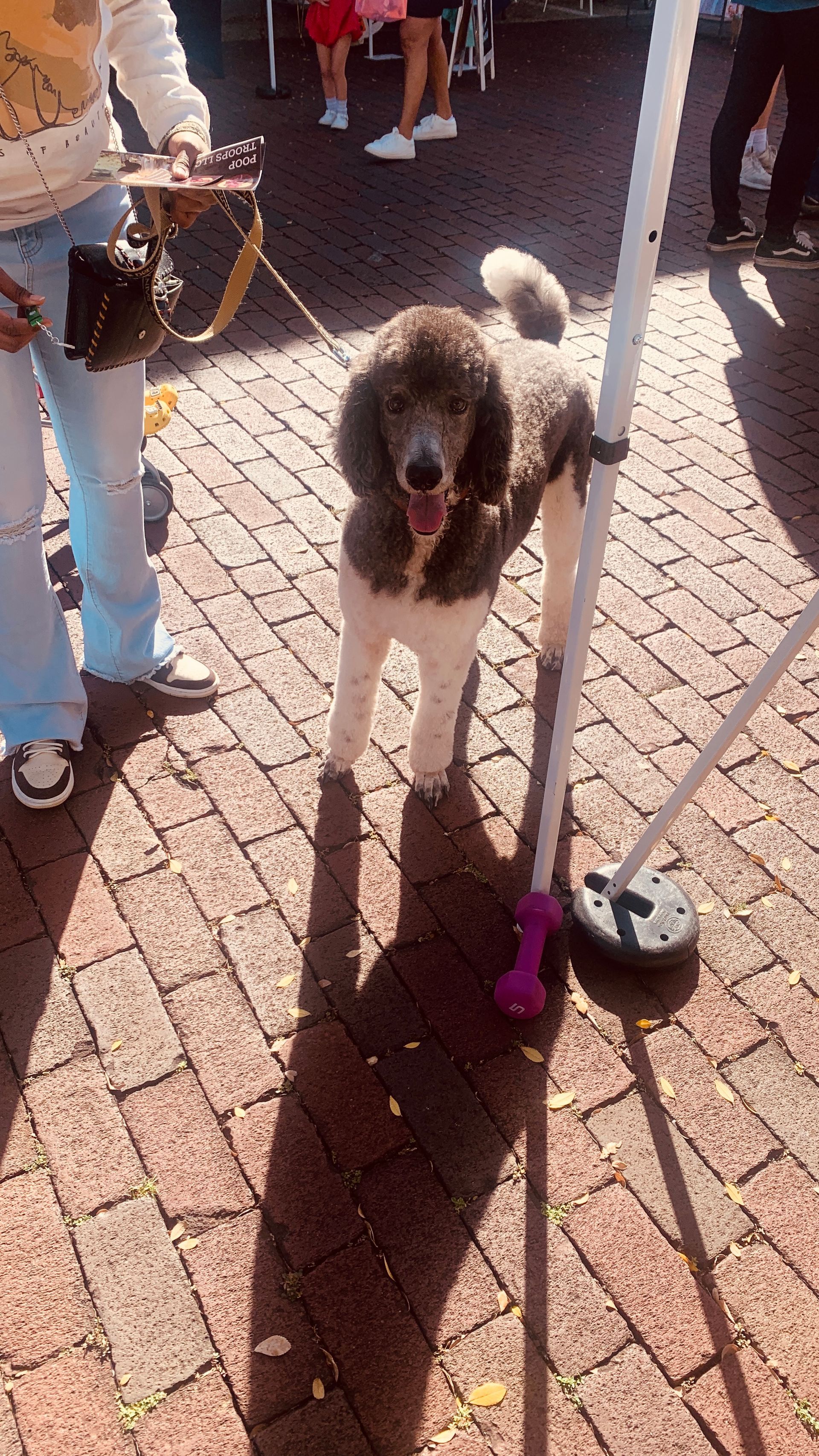 Pet Waste Removal
Pooper Scooper Service
Dog poop pick up
Dog poop clean up
Dog waste removal
Madison MS
Jackson MS
doo doo blues
doody duty
doodycalls
poop 911