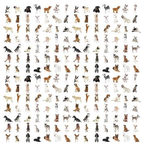 Verhaltensberatung, Einzeltraining, Welpenförderung, Leinenaggression, Leinenführigkeit, Sozialverhalten u.v.m. Verhaltensberatung, Einzeltraining, Welpenförderung, Leinenaggression, Leinenführigkeit, Sozialverhalten u.v.m.