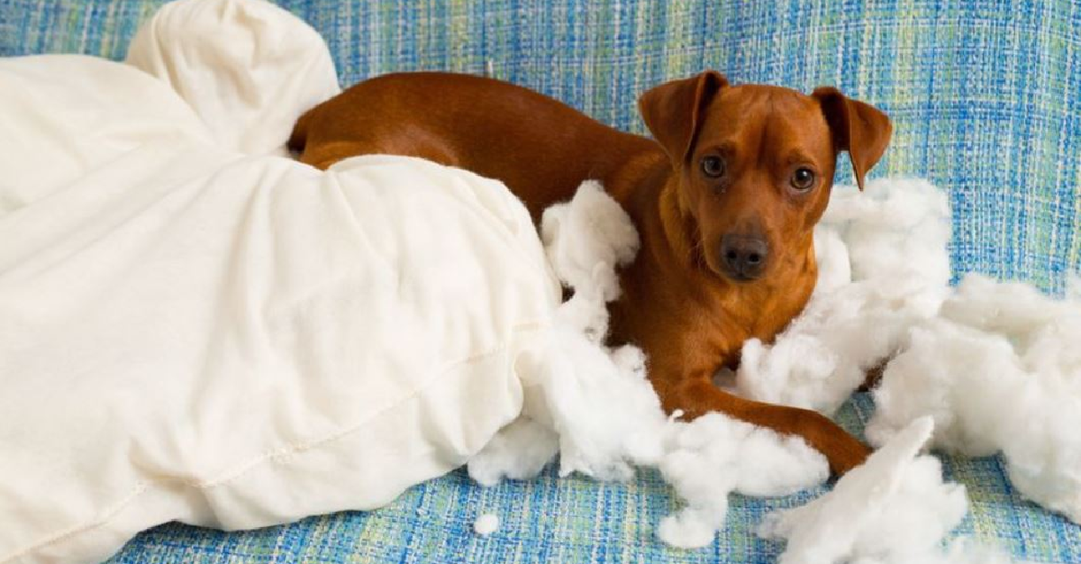 Verhaltensberatung, Hundeerziehung und artgerechte Auslastung - Ihre Hundetrainerin aus 47249 Duisburg Hundetraining und artgerechte Auslastung nach modernsten Methoden