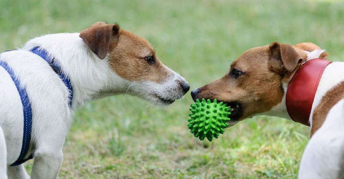 Dolly Dogs - Allgemeines Hundetraining und Training bei Problemverhalten