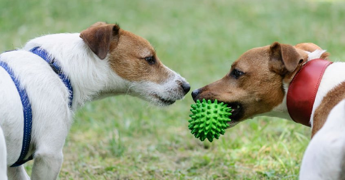 Dolly Niass - Grundlagen im Hundetraining und Beratung bei Problemverhalten - Duisburg, Düsseldorf, Mülheim an der Ruhr Dolly Dogs - Allgemeines Hundetraining und Training bei Problemverhalten