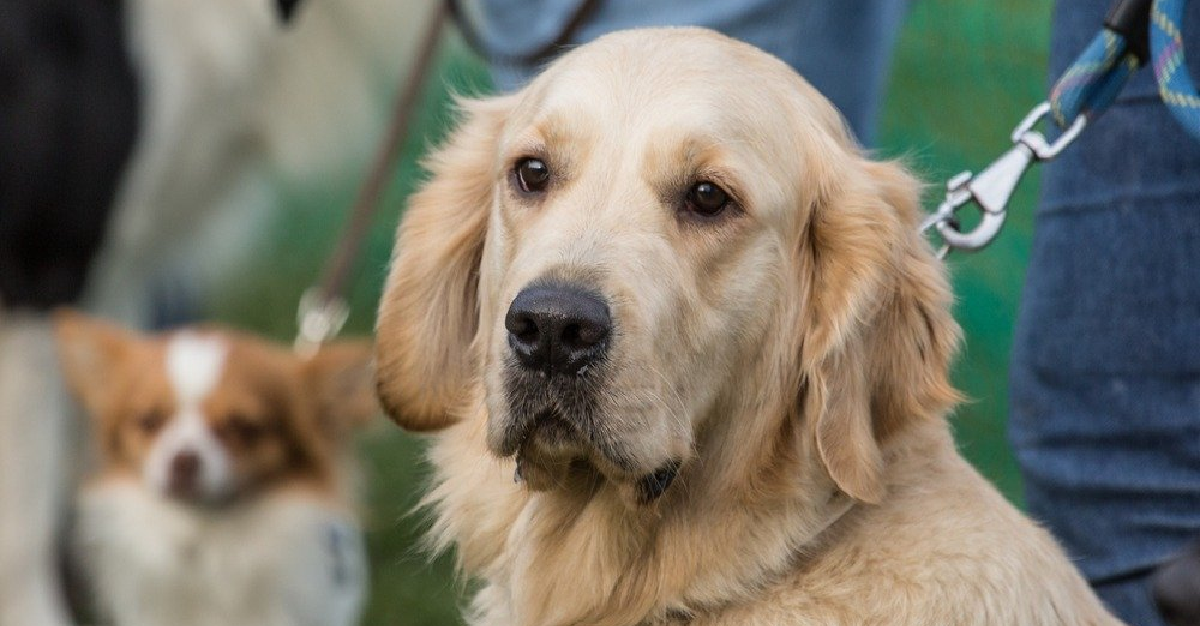 Welpen - Junghunde - Familienhunde - Intensives Hundetraining - individuelle Trainingsempfehlung Leistung und Preise - Mobile Hundeschule für Halter aus Duisburg, Mülheim und Düsseldorf