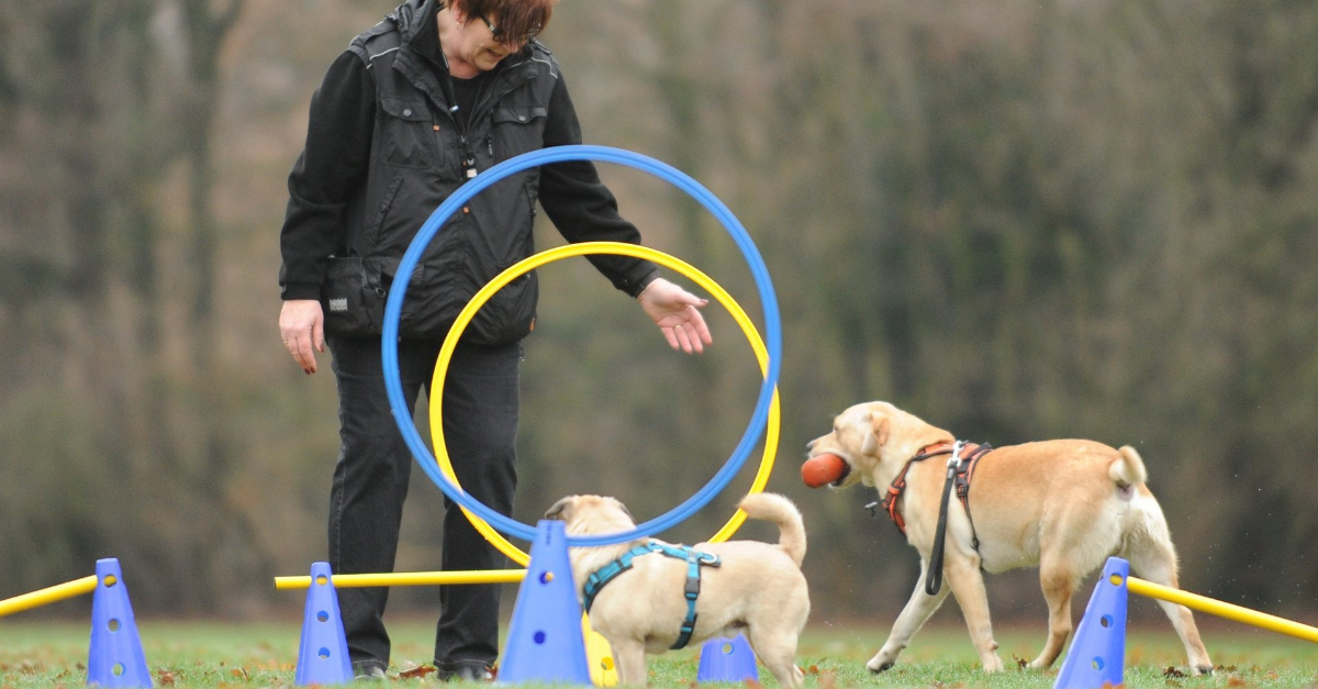 Mobile Hundeerziehung für Duisburg, Düsseldorf, Mülheim Ihre mobile Hundeschule für eine artgerechte Hundeausbildung