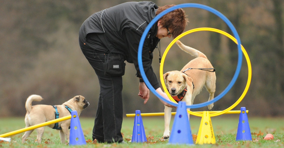 Ihre persönliche Hundetrainerin mit Herz aus Duisburg mobile Verhaltensberatung für Ihren Hund bei Ihnen Zuhause
