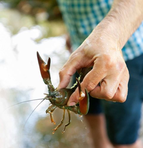 Signalkrebs Signalkrebs