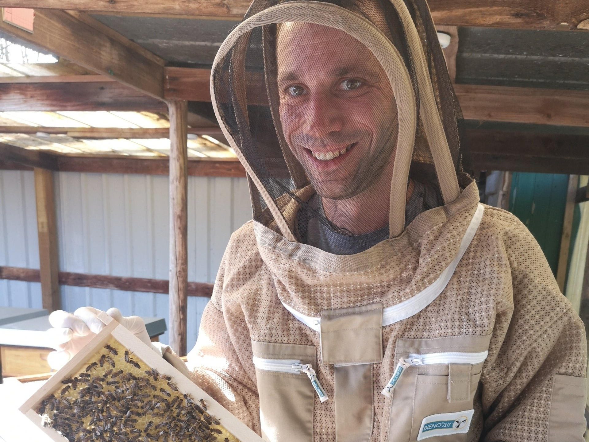 Bienen auf Honigwabe