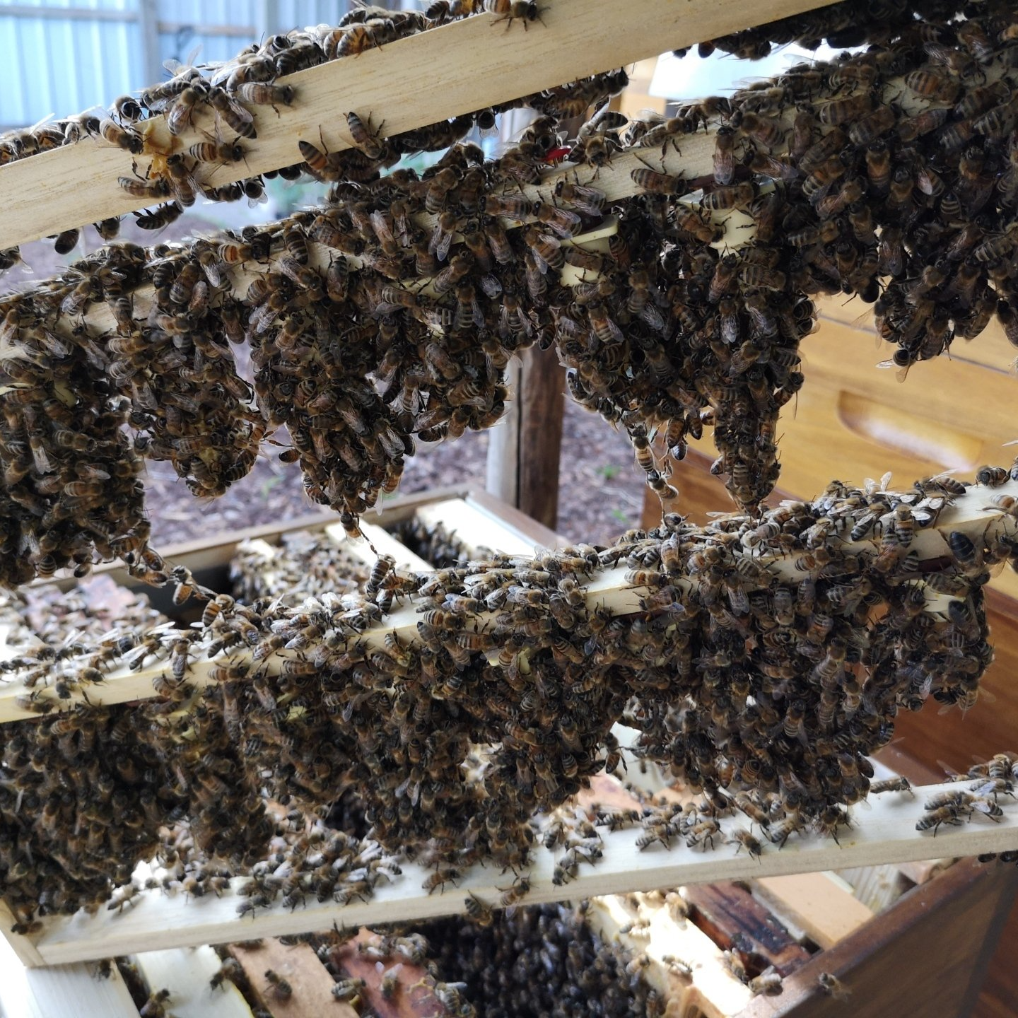 Zuchtrahmen mit Bienentraube