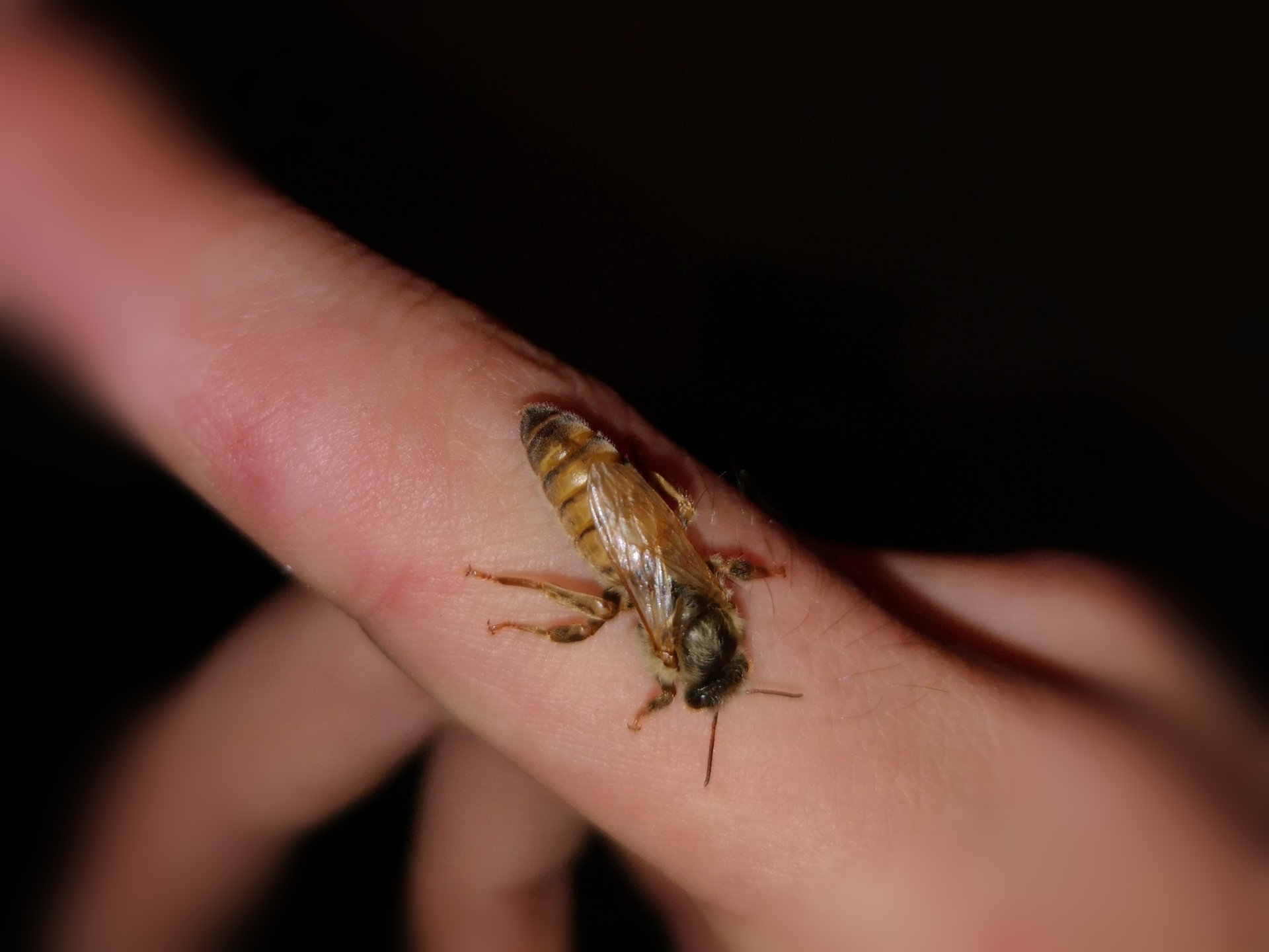 Bienenkönigin nach dem Schlupf