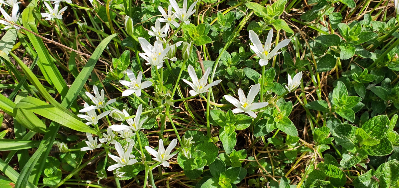 Energien der Pflanzen